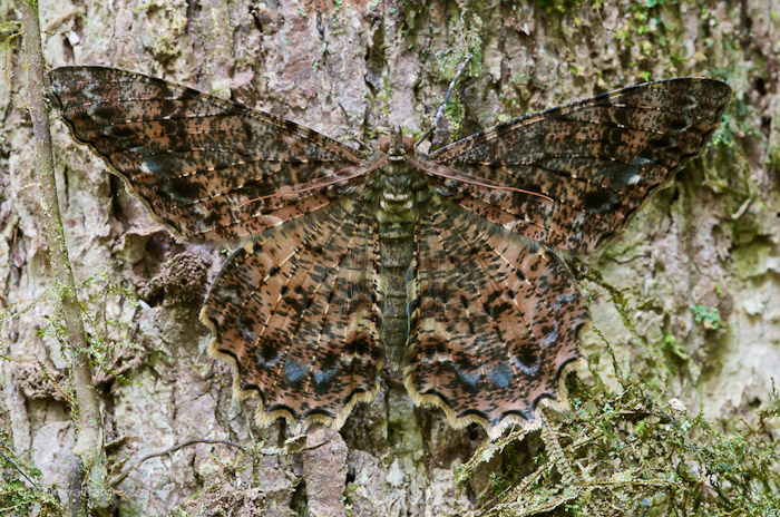 Geometrid moth, Geometridae